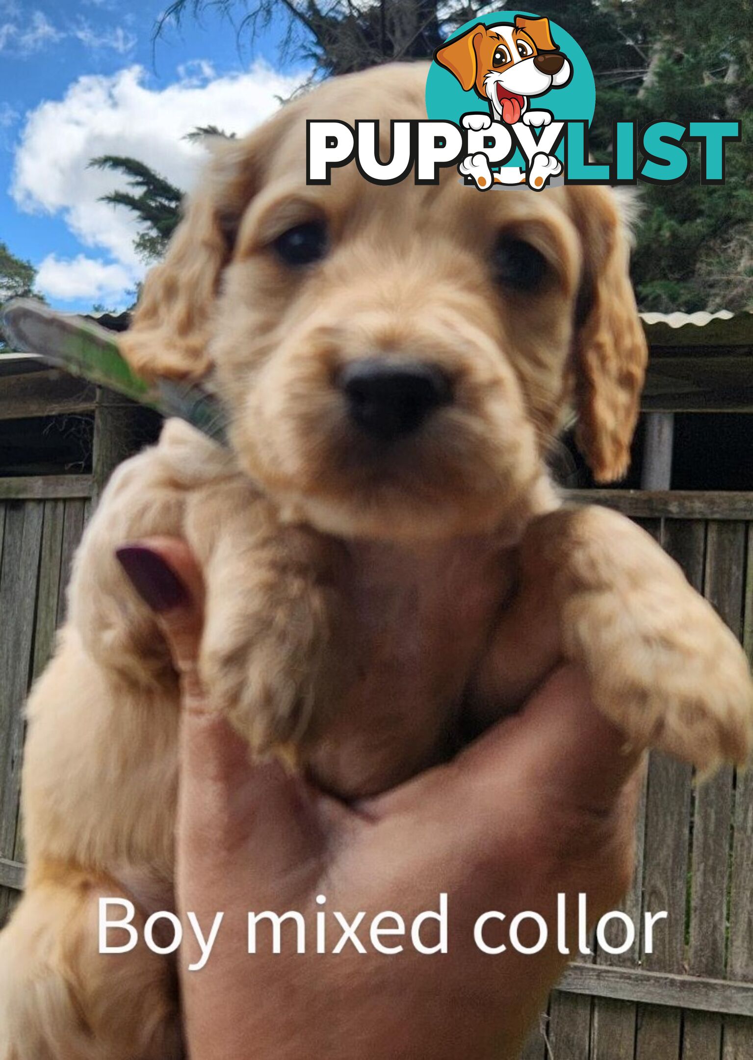 Adorable Spoodle Puppies Ready now (close to melbourne)