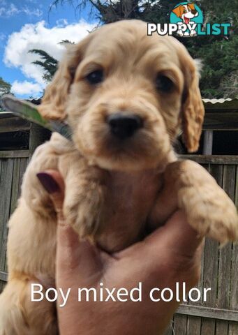 Adorable Spoodle Puppies Ready now (close to melbourne)