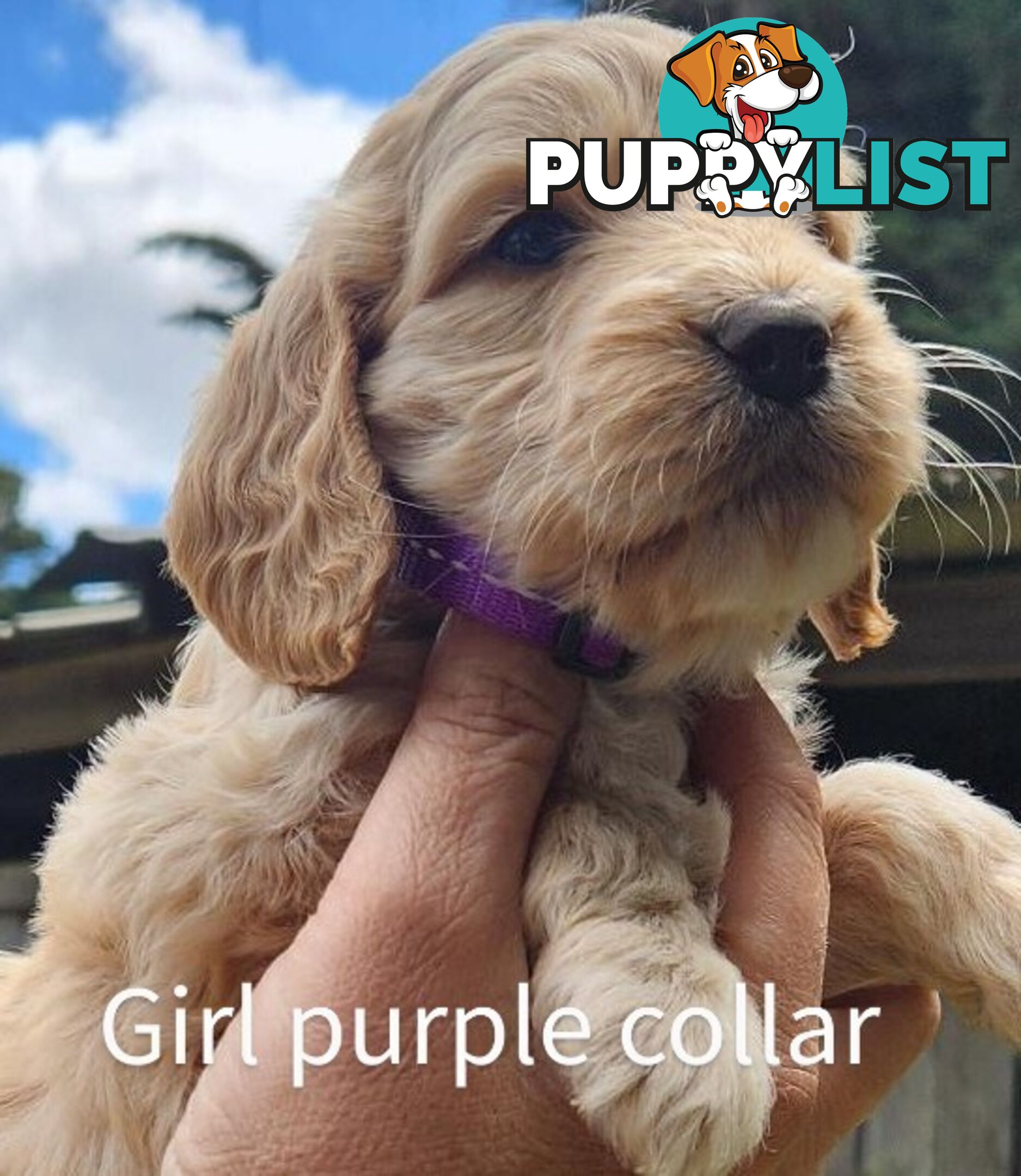 Adorable Spoodle Puppies Ready now (close to melbourne)