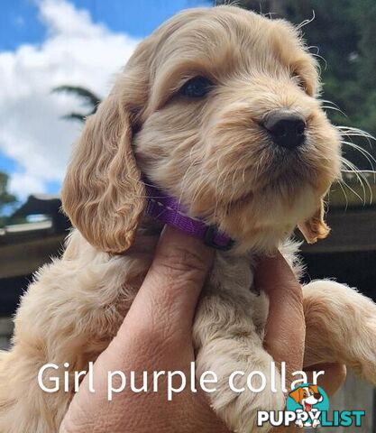 Adorable Spoodle Puppies Ready now (close to melbourne)