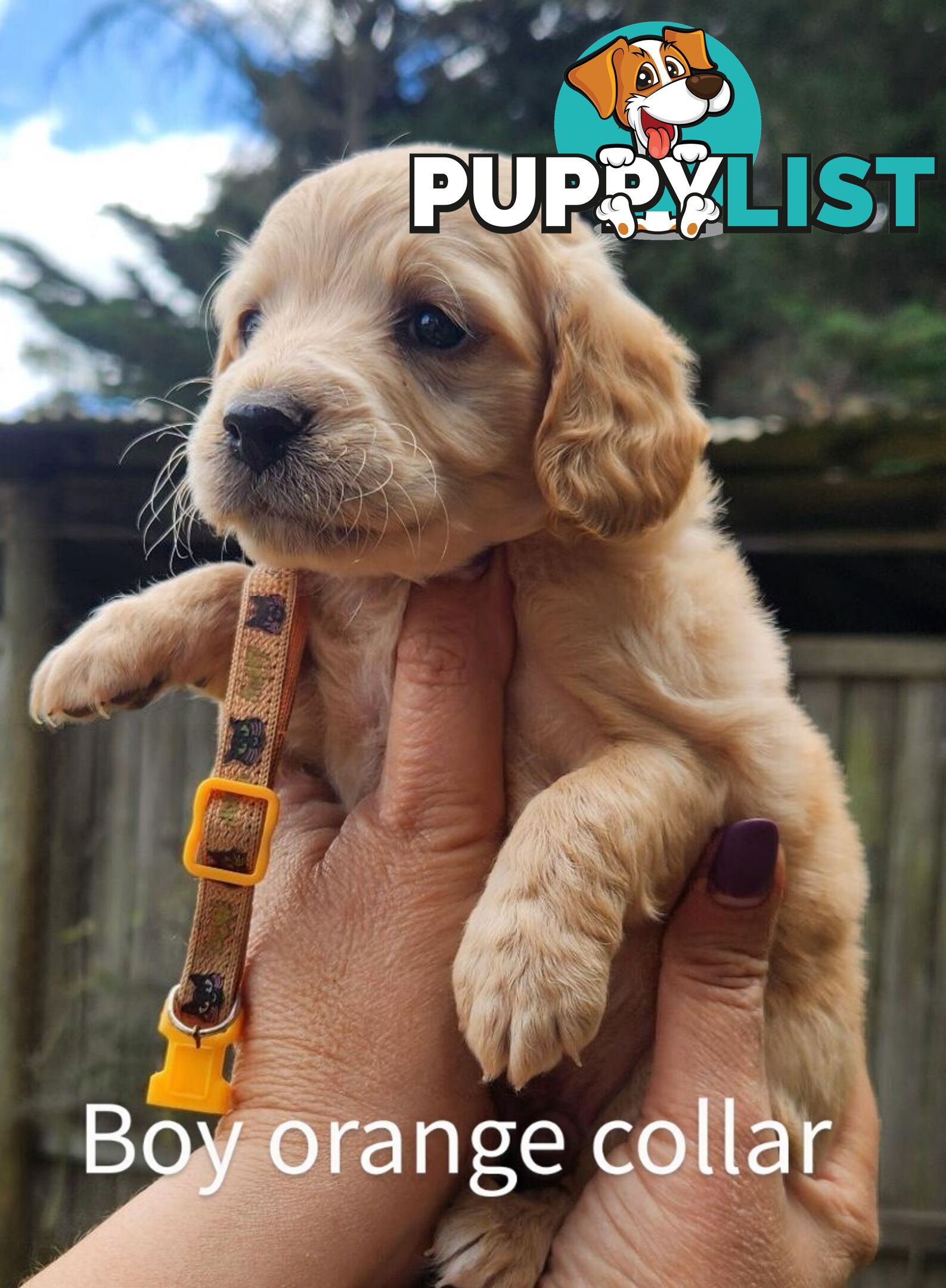 Adorable Spoodle Puppies Ready now (close to melbourne)