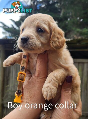 Adorable Spoodle Puppies Ready now (close to melbourne)