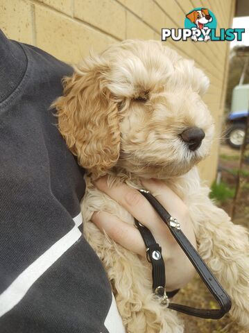 2 Gorgeous  spoodle boys ready now, close to melbourne