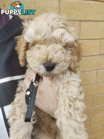 2 Gorgeous  spoodle boys ready now, close to melbourne