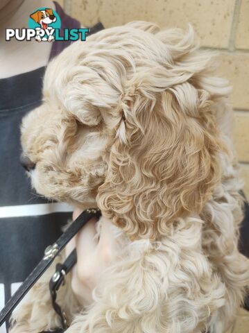 2 Gorgeous  spoodle boys ready now, close to melbourne