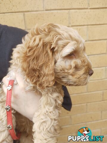 2 Gorgeous  spoodle boys ready now, close to melbourne
