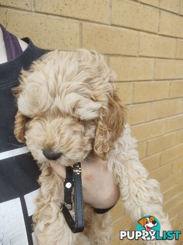 2 Gorgeous  spoodle boys ready now, close to melbourne