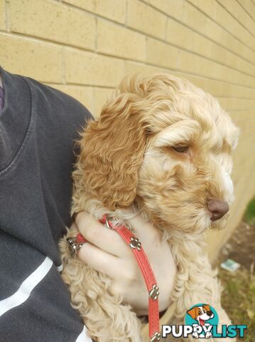 2 Gorgeous  spoodle boys ready now, close to melbourne
