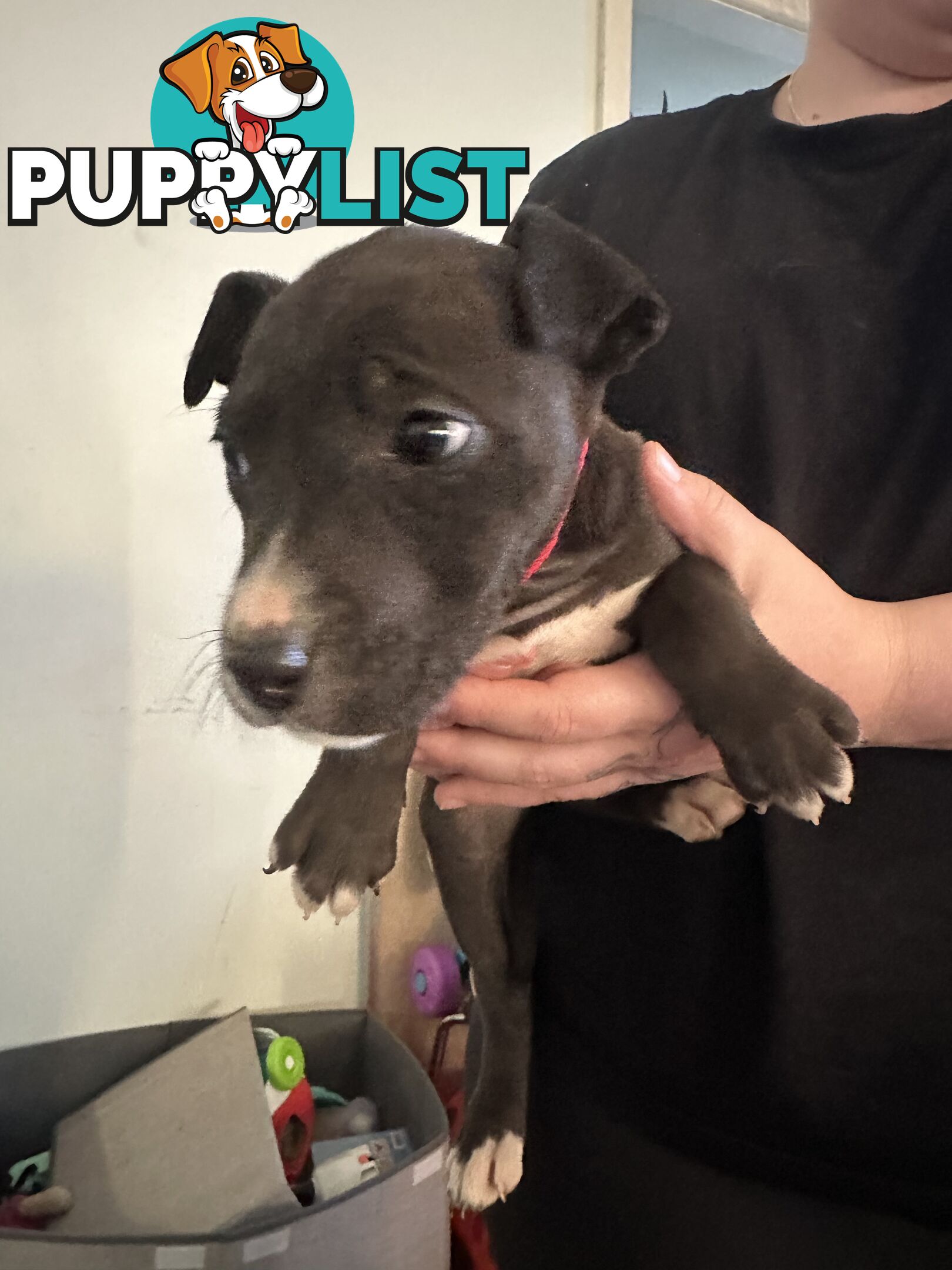 Bull Arab x kelpie x pitbull puppies cheap