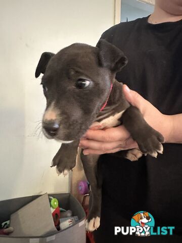 Bull Arab x kelpie x pitbull puppies cheap