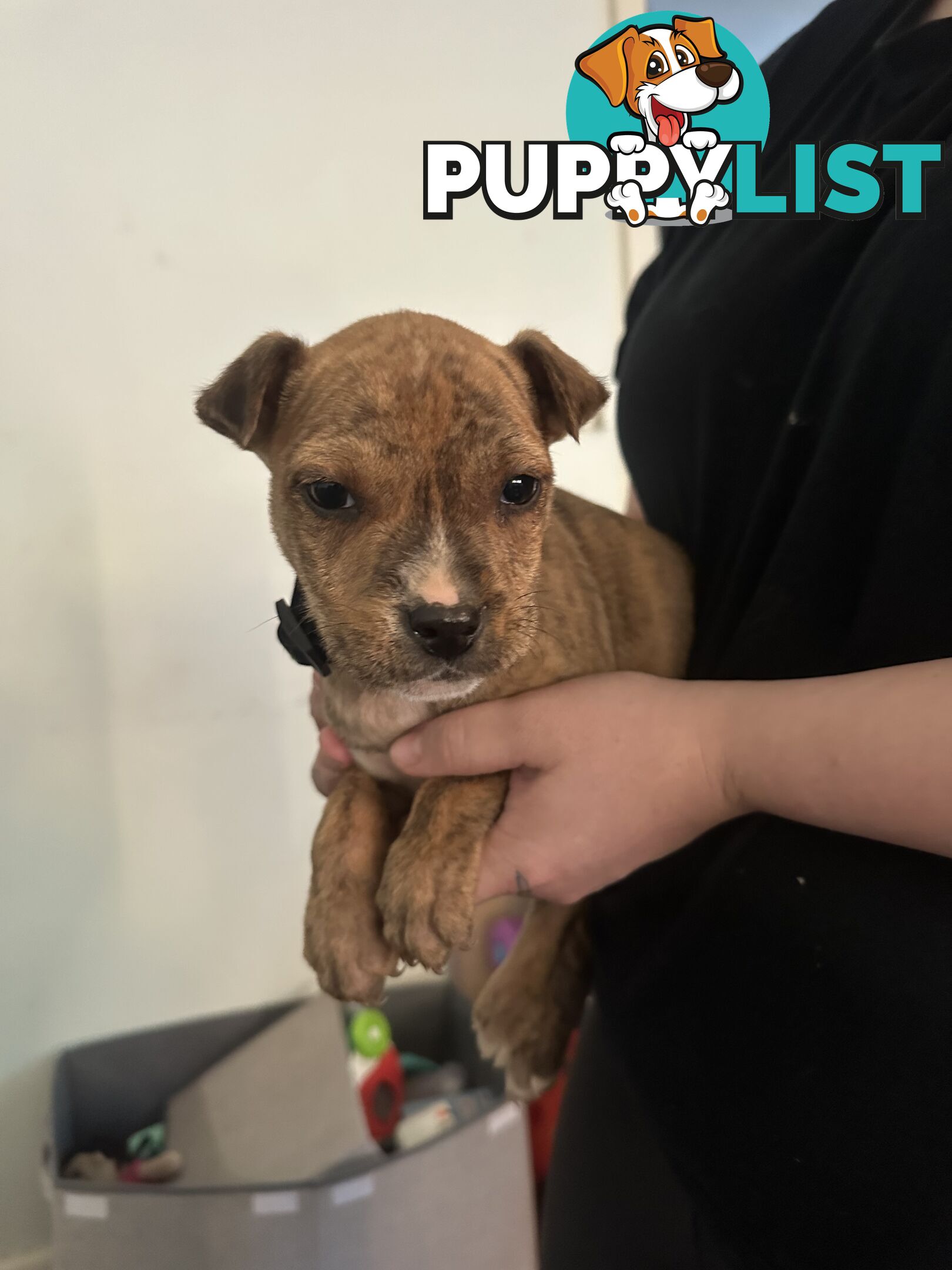 Bull Arab x kelpie x pitbull puppies cheap