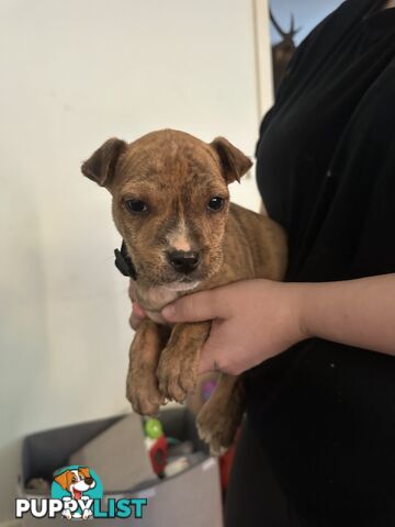 Bull Arab x kelpie x pitbull puppies cheap