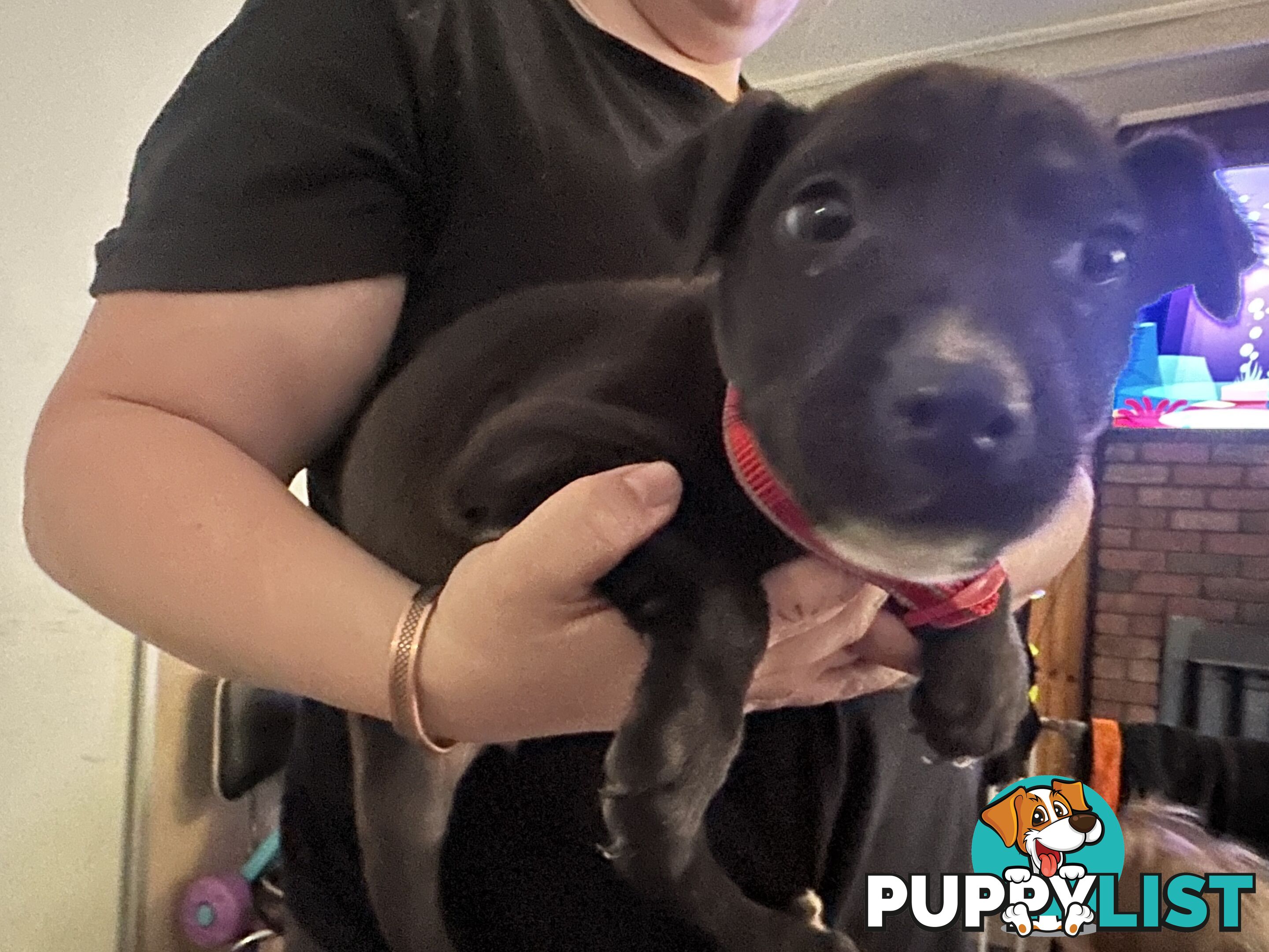 Bull Arab x kelpie x pitbull puppies cheap