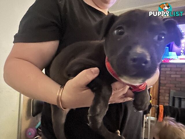 Bull Arab x kelpie x pitbull puppies cheap