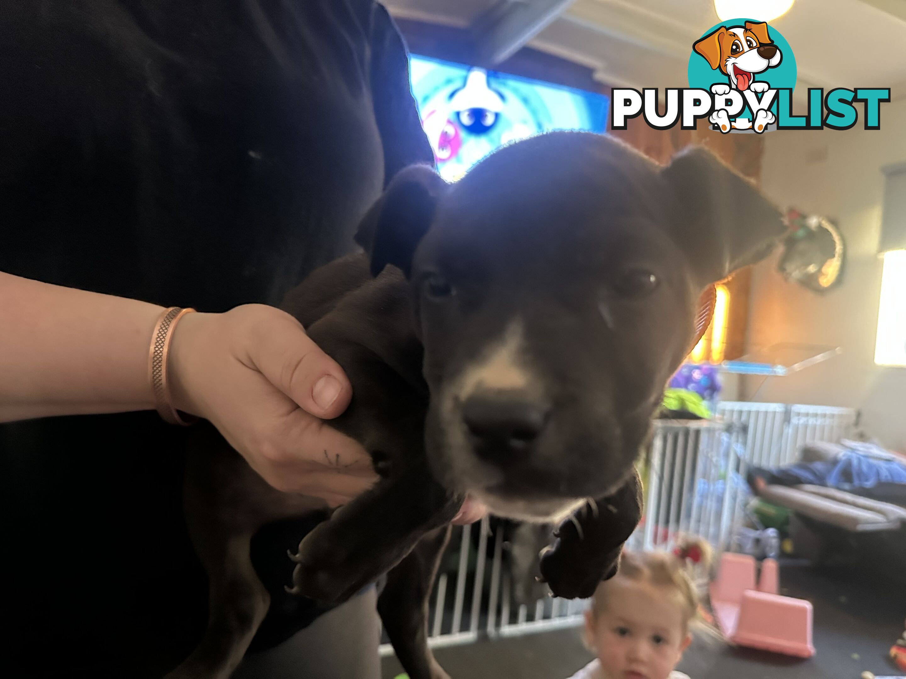 Bull Arab x kelpie x pitbull puppies cheap