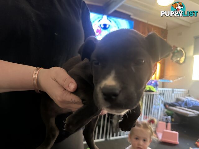 Bull Arab x kelpie x pitbull puppies cheap