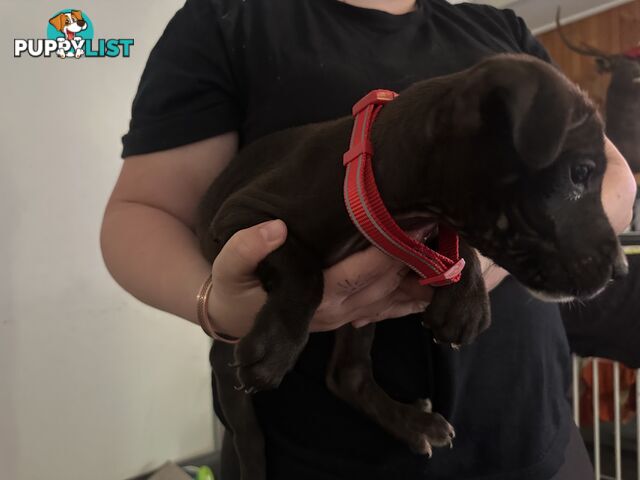 Bull Arab x kelpie x pitbull puppies cheap