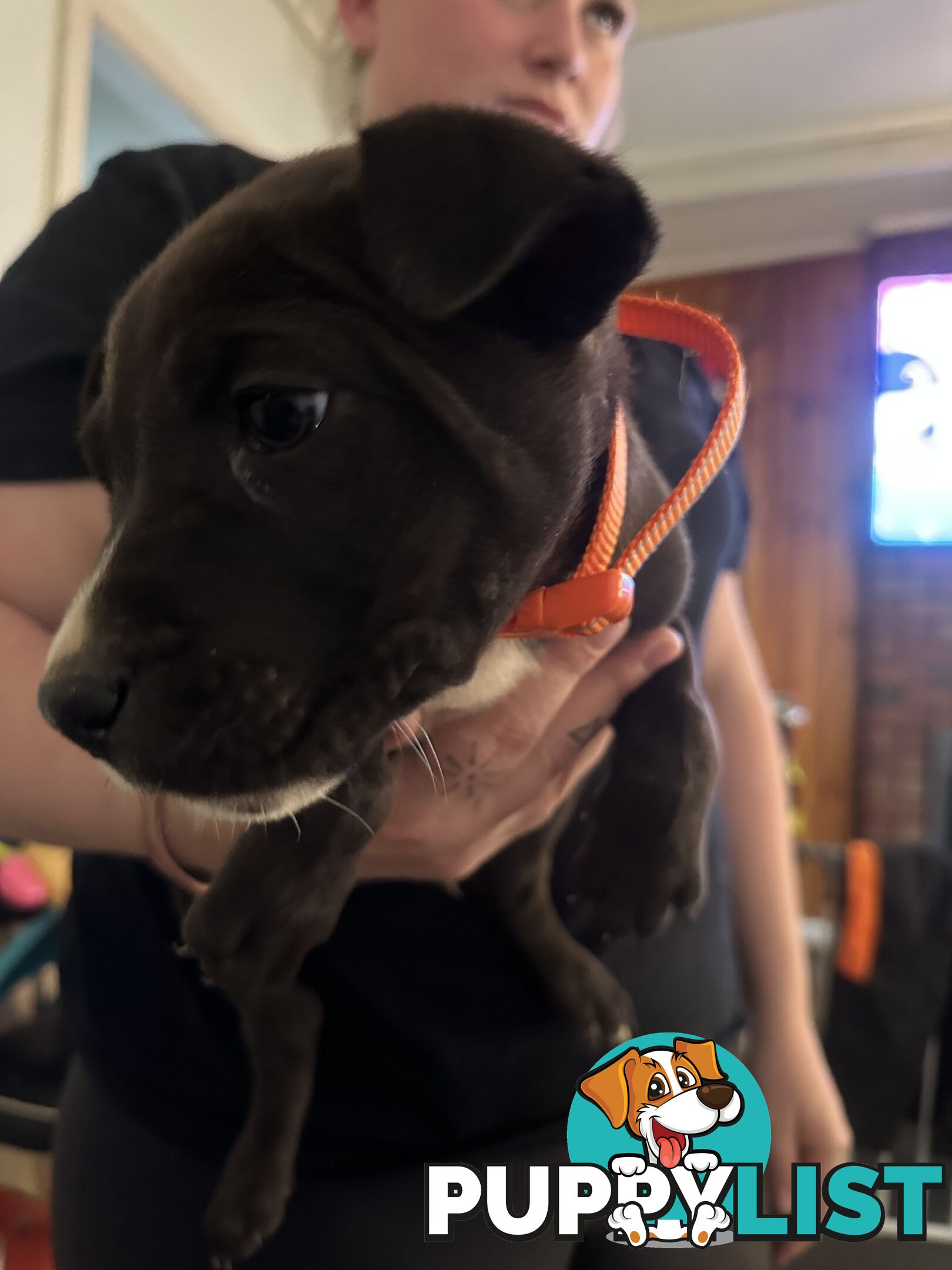 Bull Arab x kelpie x pitbull puppies cheap
