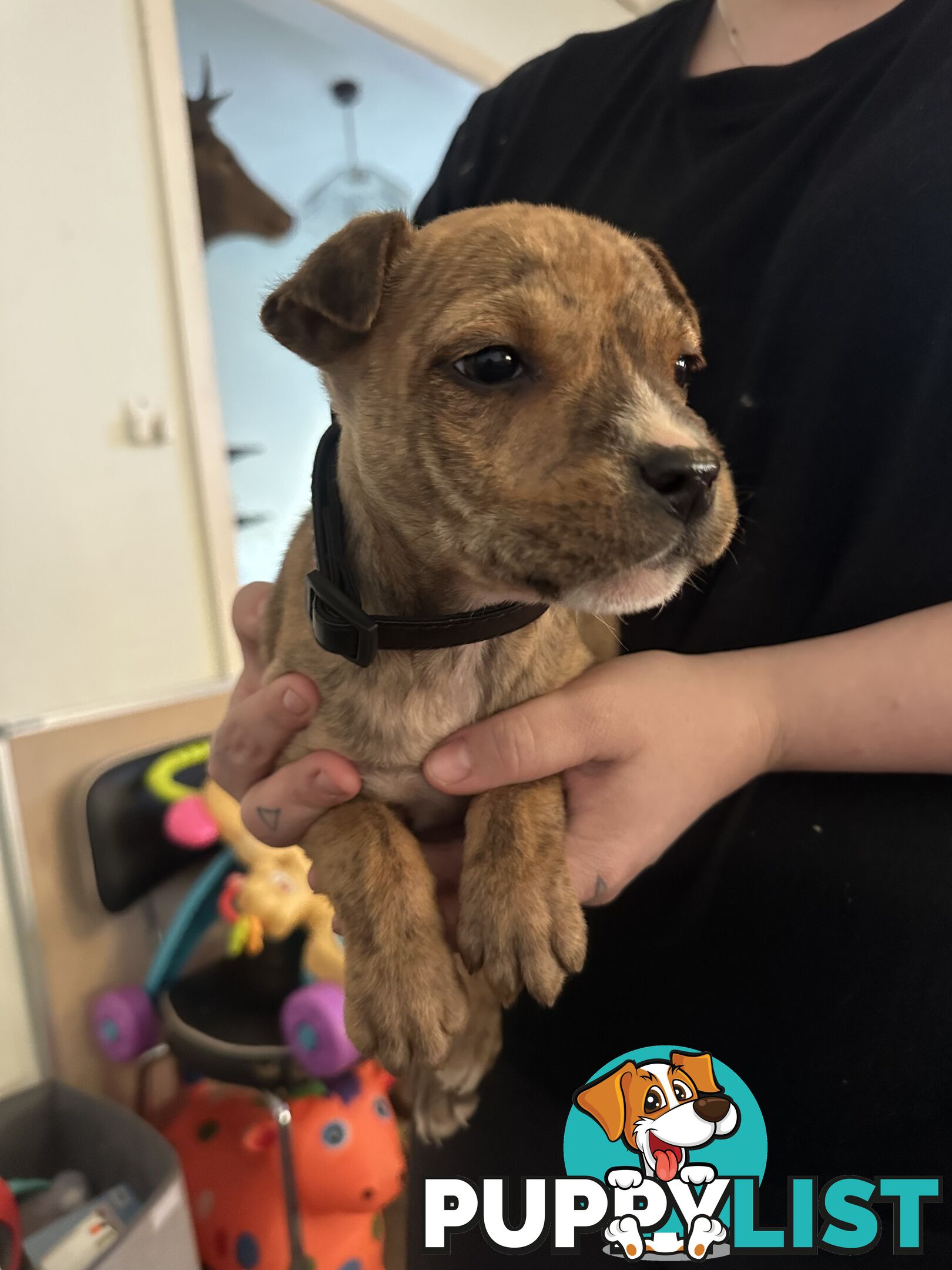 Bull Arab x kelpie x pitbull puppies cheap