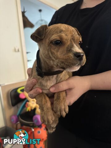 Bull Arab x kelpie x pitbull puppies cheap