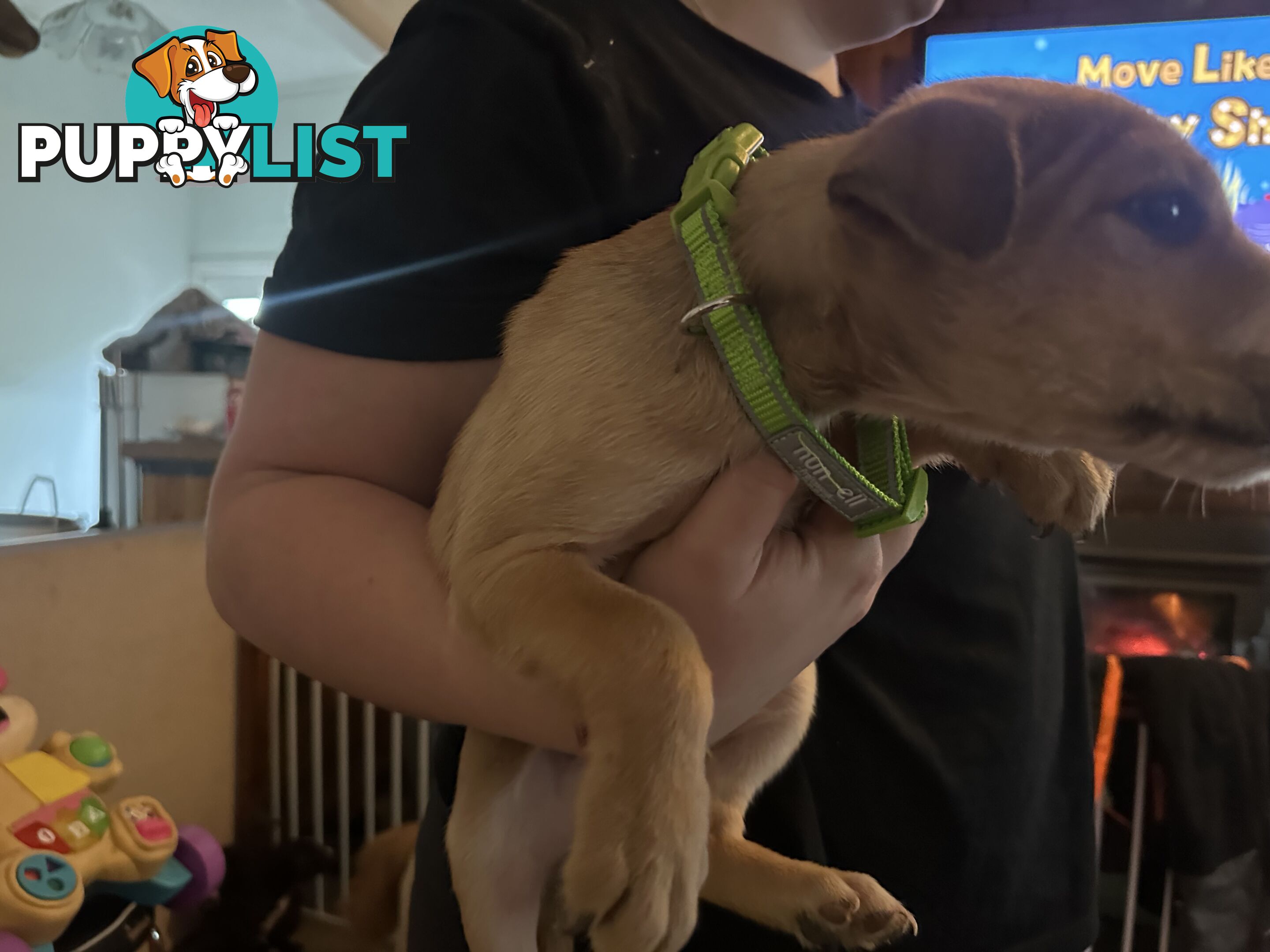 Bull Arab x kelpie x pitbull puppies cheap