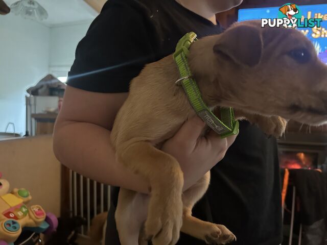 Bull Arab x kelpie x pitbull puppies cheap