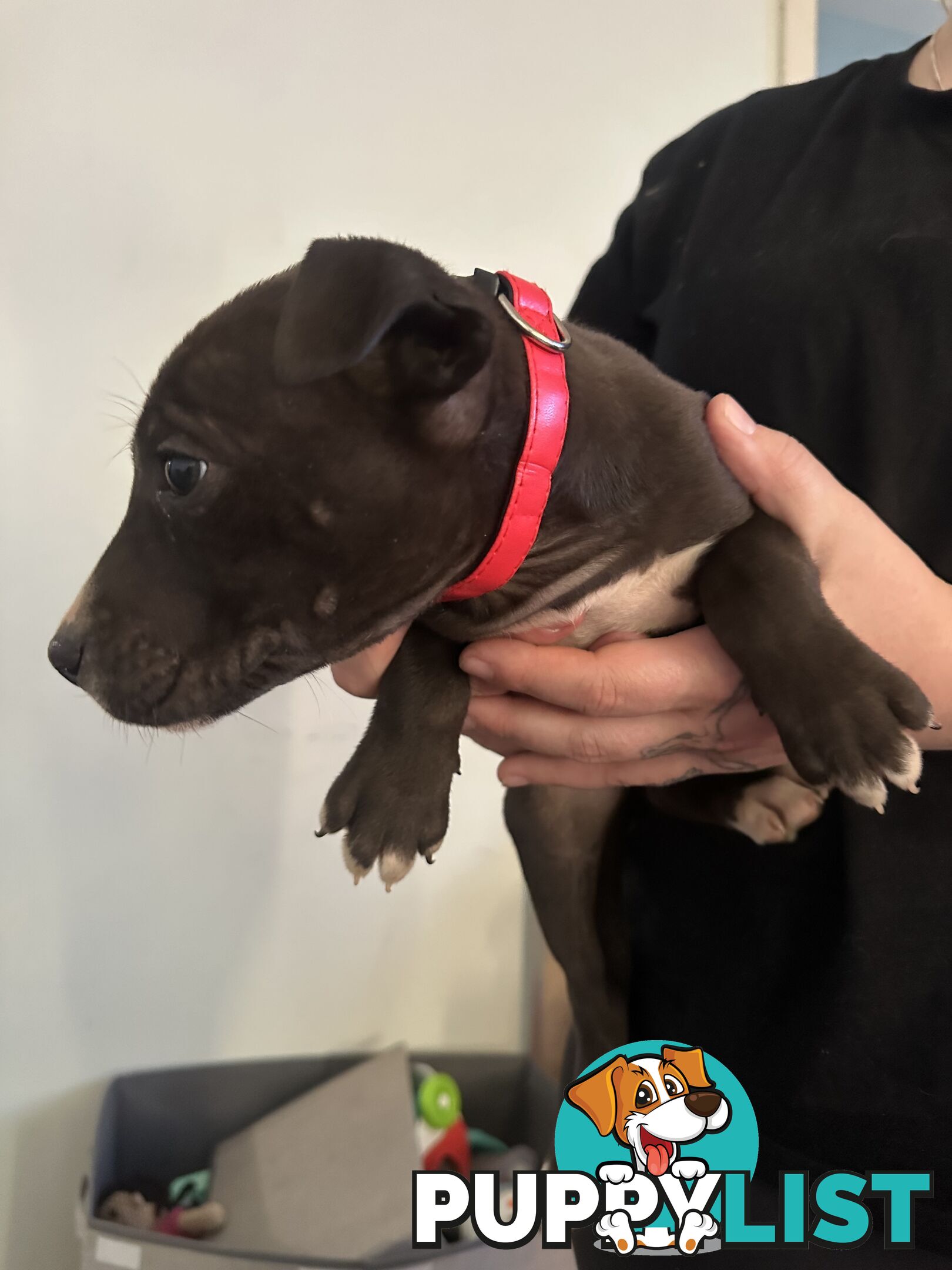 Bull Arab x kelpie x pitbull puppies cheap