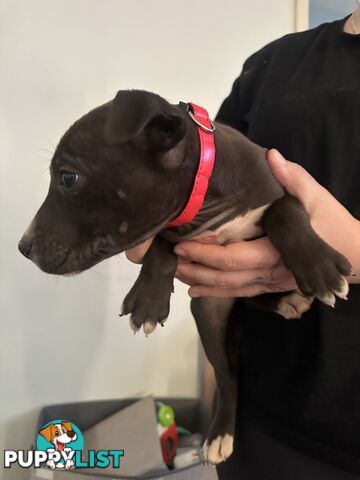 Bull Arab x kelpie x pitbull puppies cheap