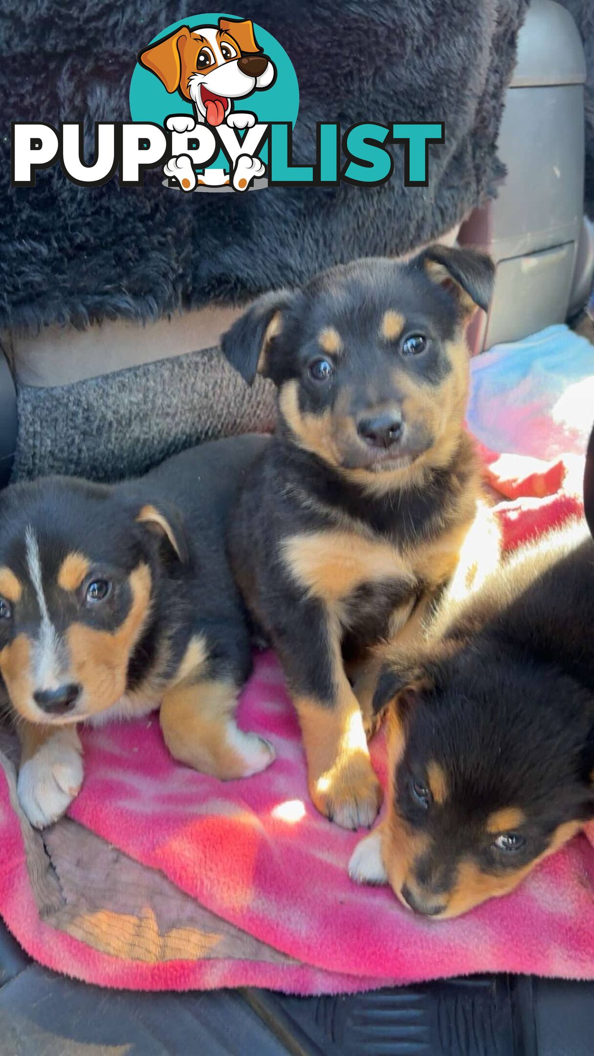 Gorgeous Australian shepherd x puppies