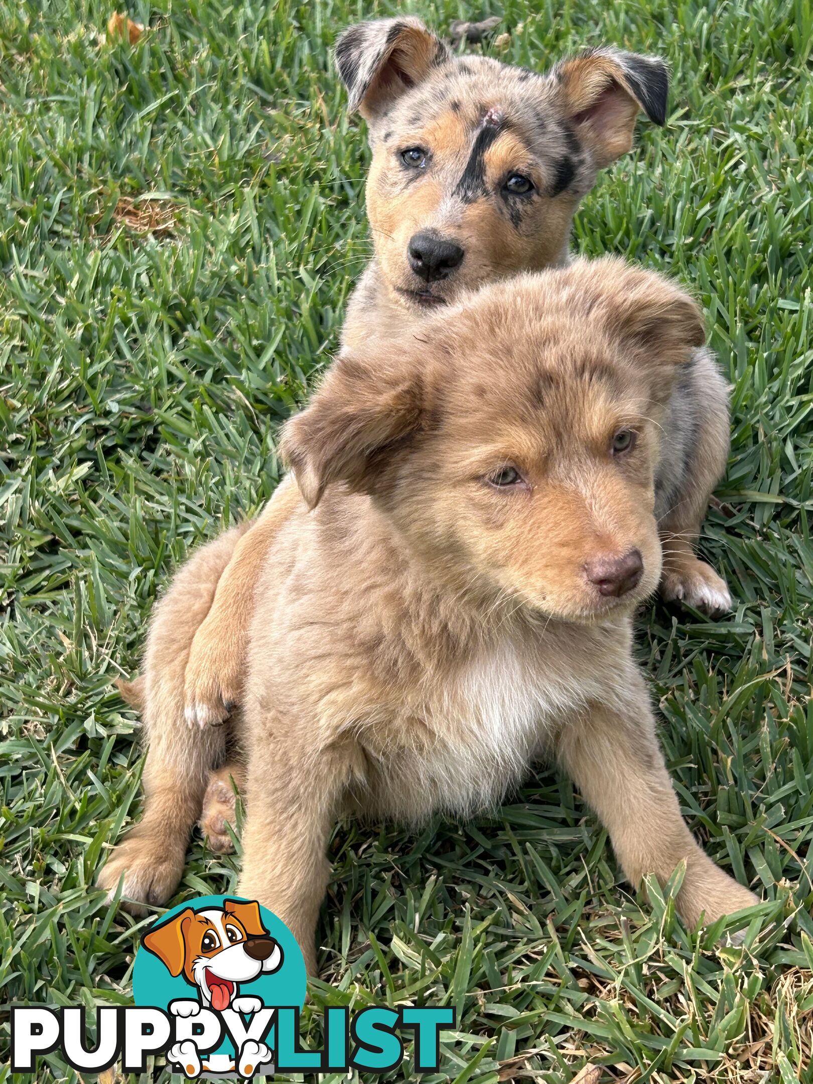 Gorgeous Australian shepherd x puppies