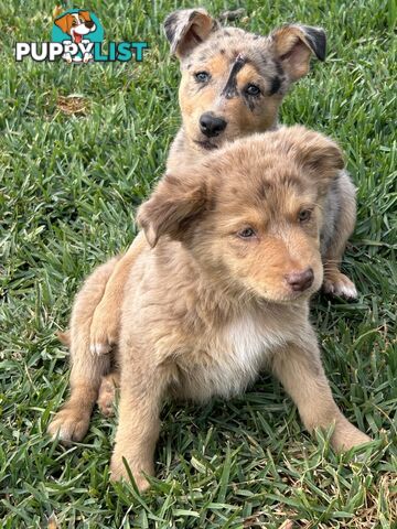 Gorgeous Australian shepherd x puppies