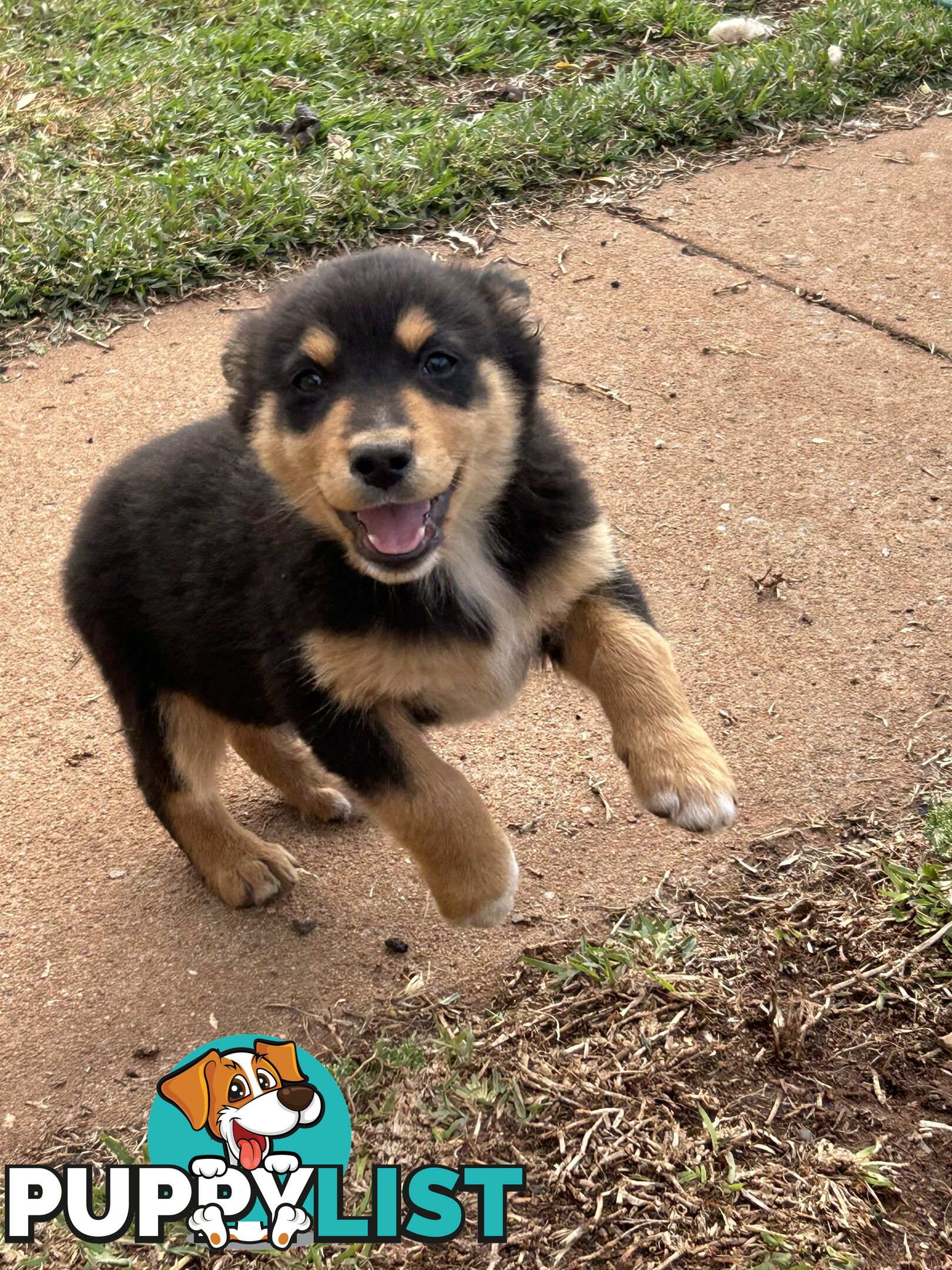 Gorgeous Australian shepherd x puppies