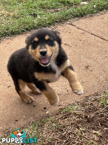 Gorgeous Australian shepherd x puppies