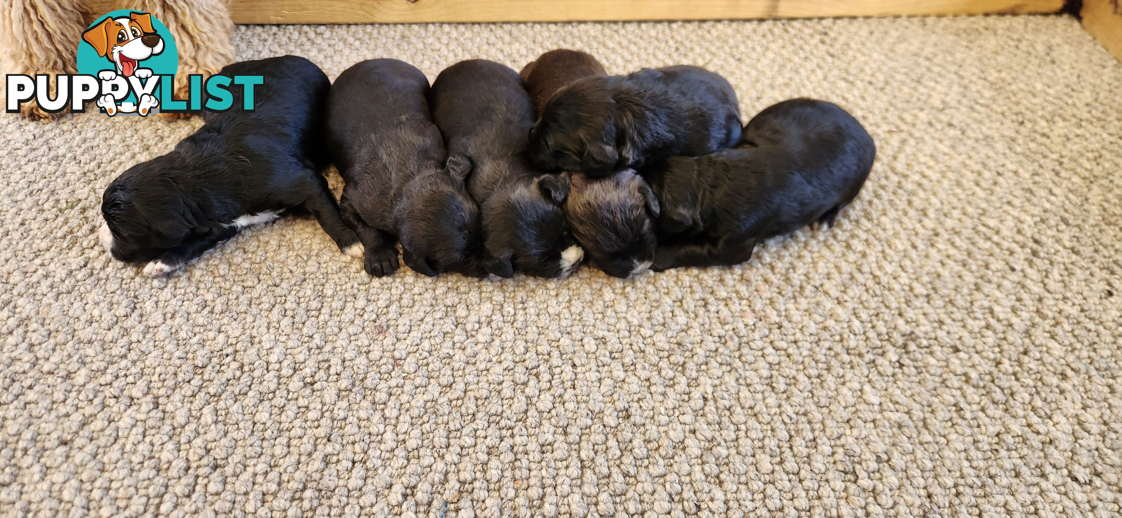 Groodle puppies f1bb expressions of interest