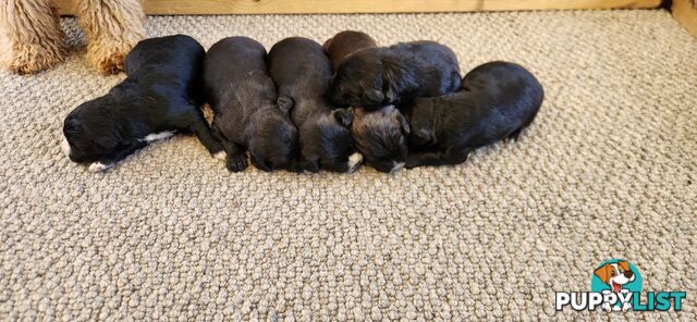 Groodle puppies f1bb expressions of interest