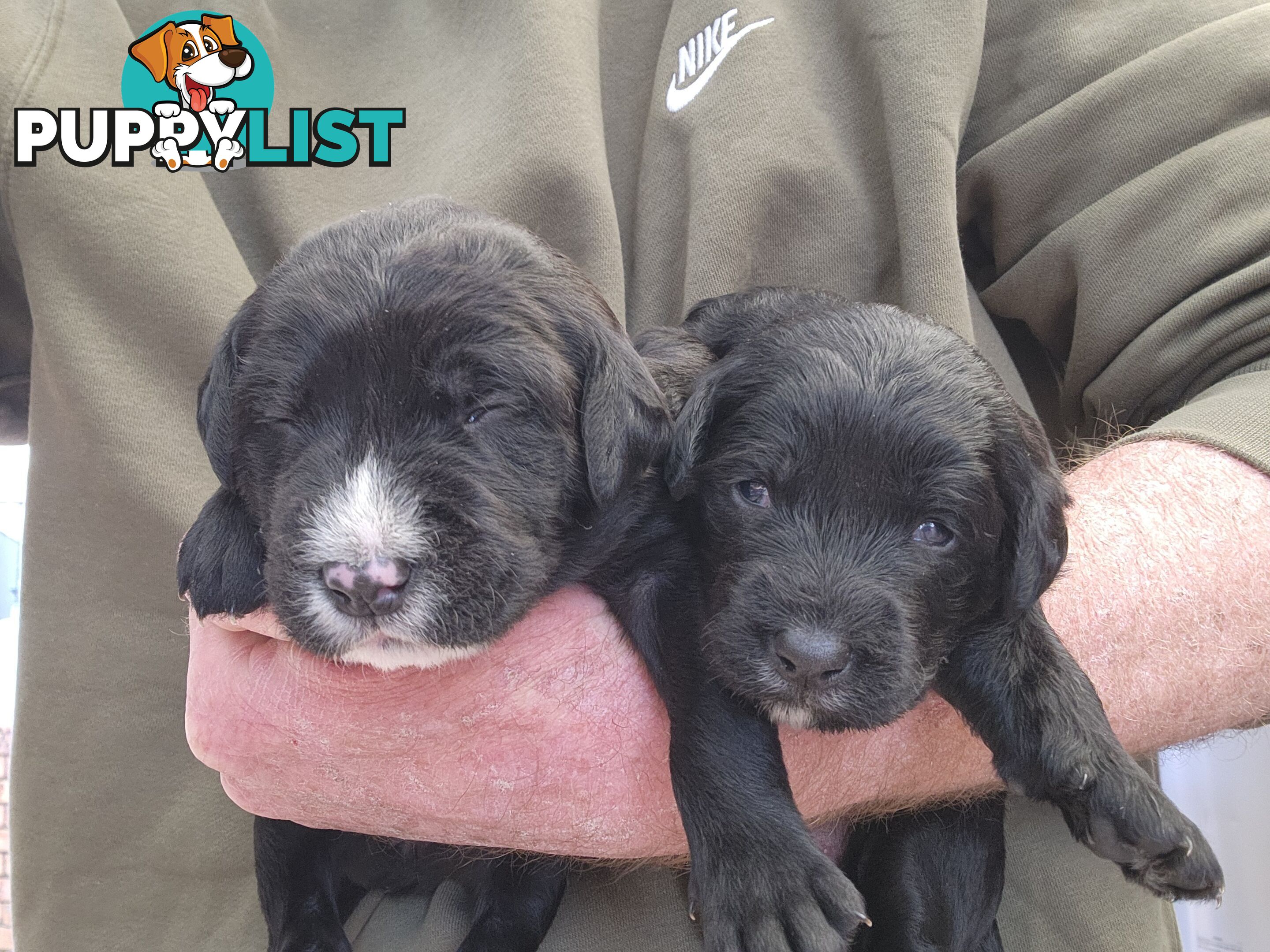 Groodle puppies f1bb expressions of interest