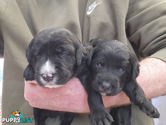 Groodle puppies f1bb expressions of interest