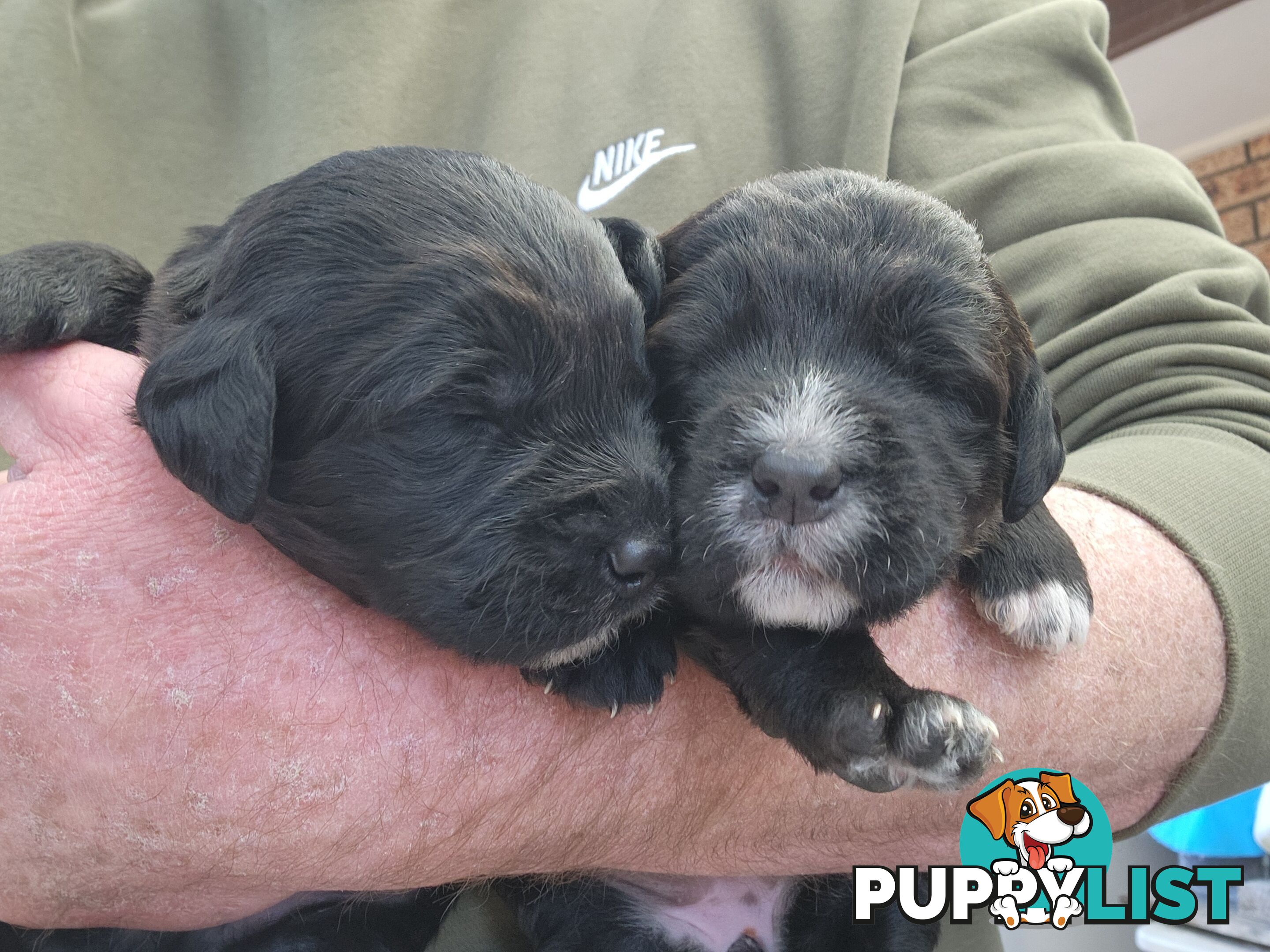 Groodle puppies f1bb expressions of interest