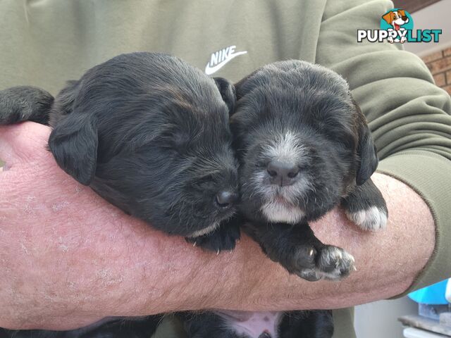 Groodle puppies f1bb expressions of interest