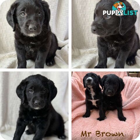 Groodle puppies f1bb available