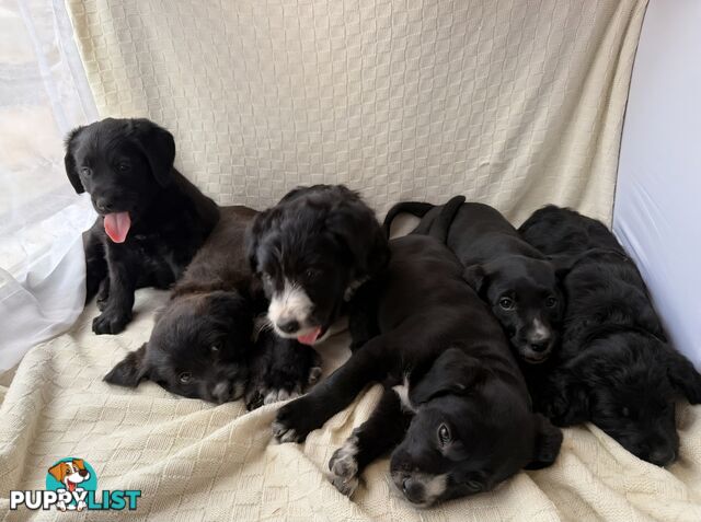 Groodle puppies f1bb available