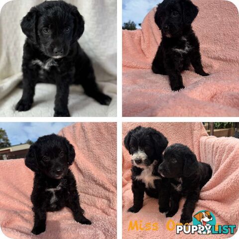 Groodle puppies f1bb available