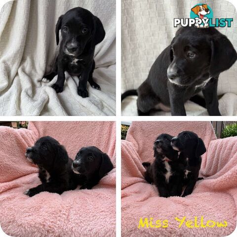 Groodle puppies f1bb available