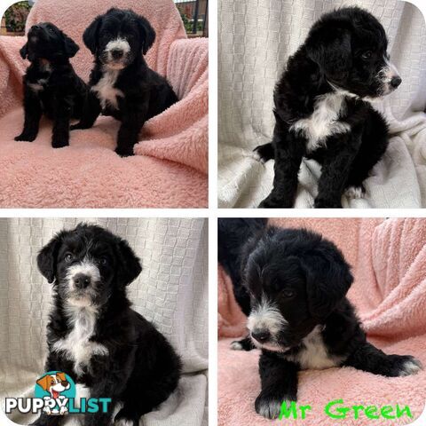 Groodle puppies f1bb available
