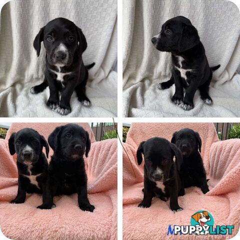 Groodle puppies f1bb available