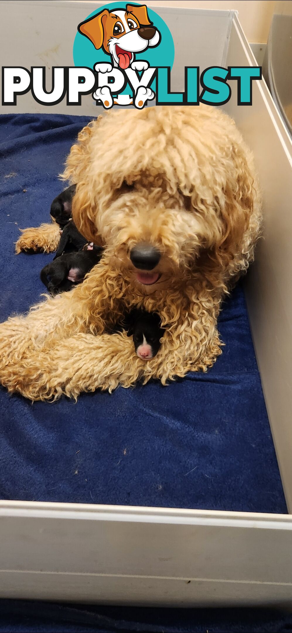 Groodle puppies f1bb expressions of interest