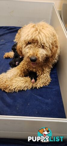 Groodle puppies f1bb expressions of interest