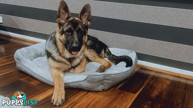 German Shepherd pure breed