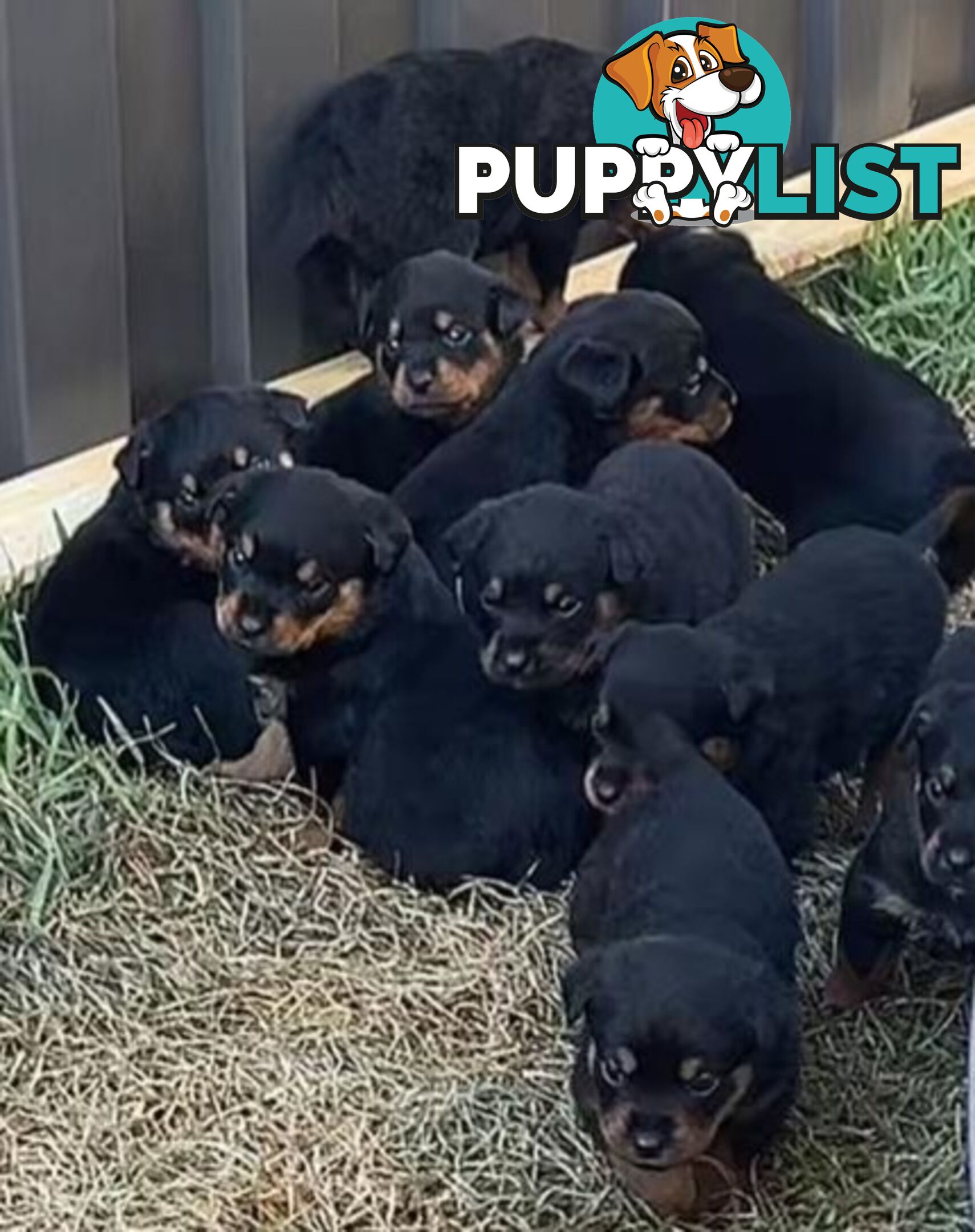 Purebred Rottweiler female Puppies
