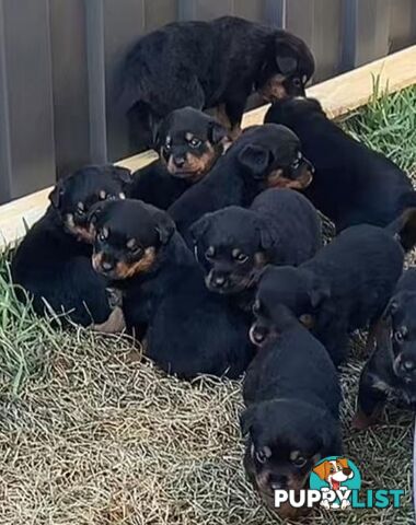 Purebred Rottweiler female Puppies